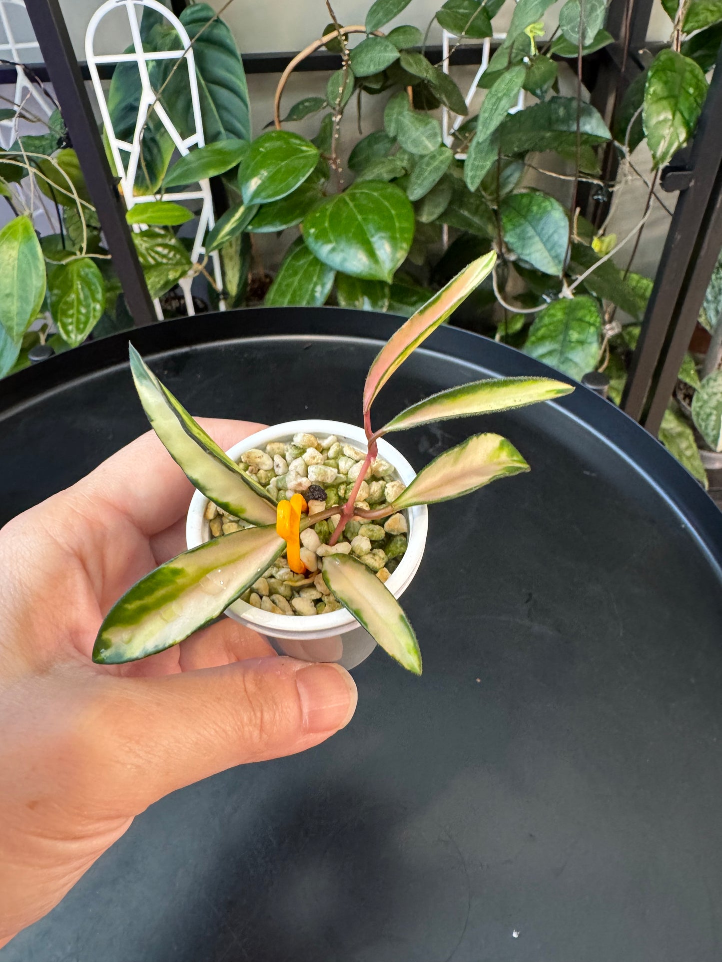 Hoya wayettii variegated