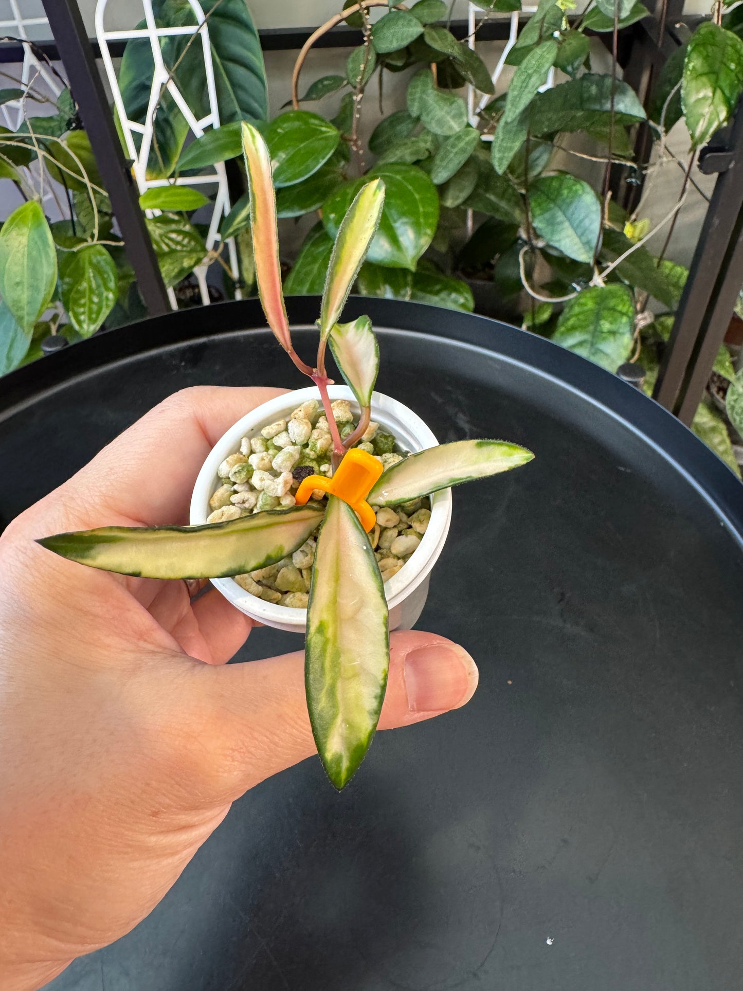 Hoya wayettii variegated