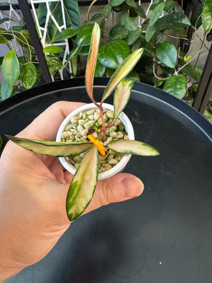 Hoya wayettii variegated