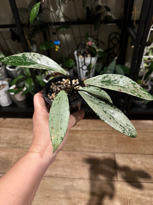 Hoya pubicalyx silver ghost