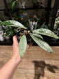 Hoya pubicalyx silver ghost