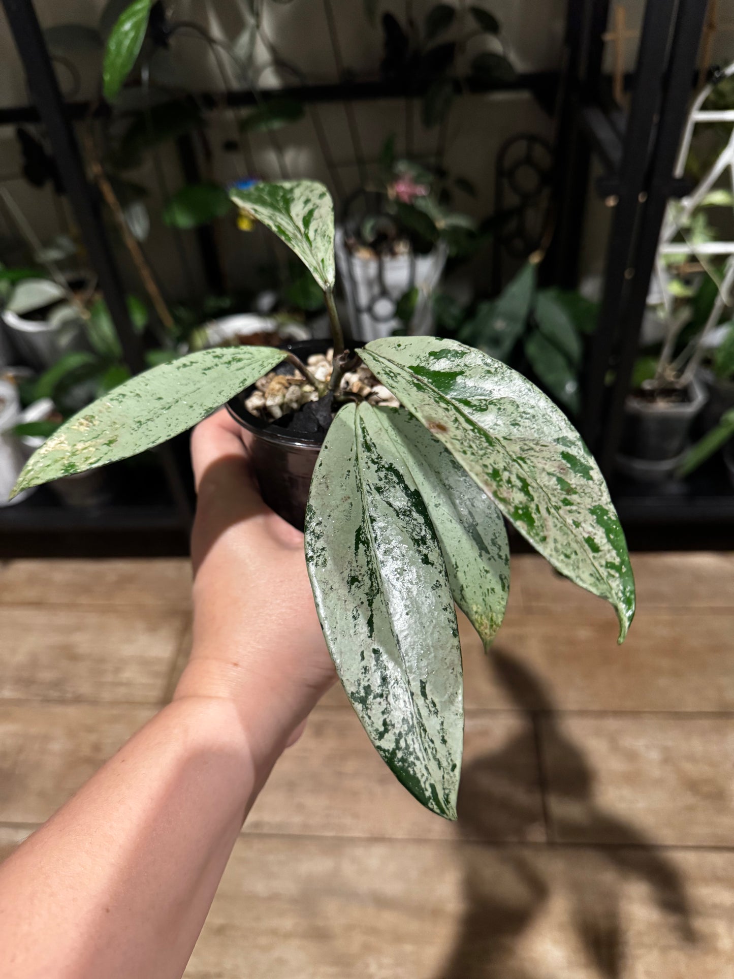 Hoya pubicalyx silver ghost