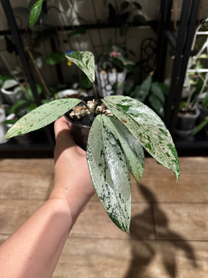 Hoya pubicalyx silver ghost