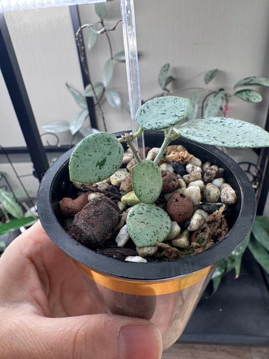 Hoya mathilde grey fairy