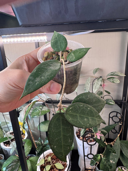 Hoya parasitica black margin