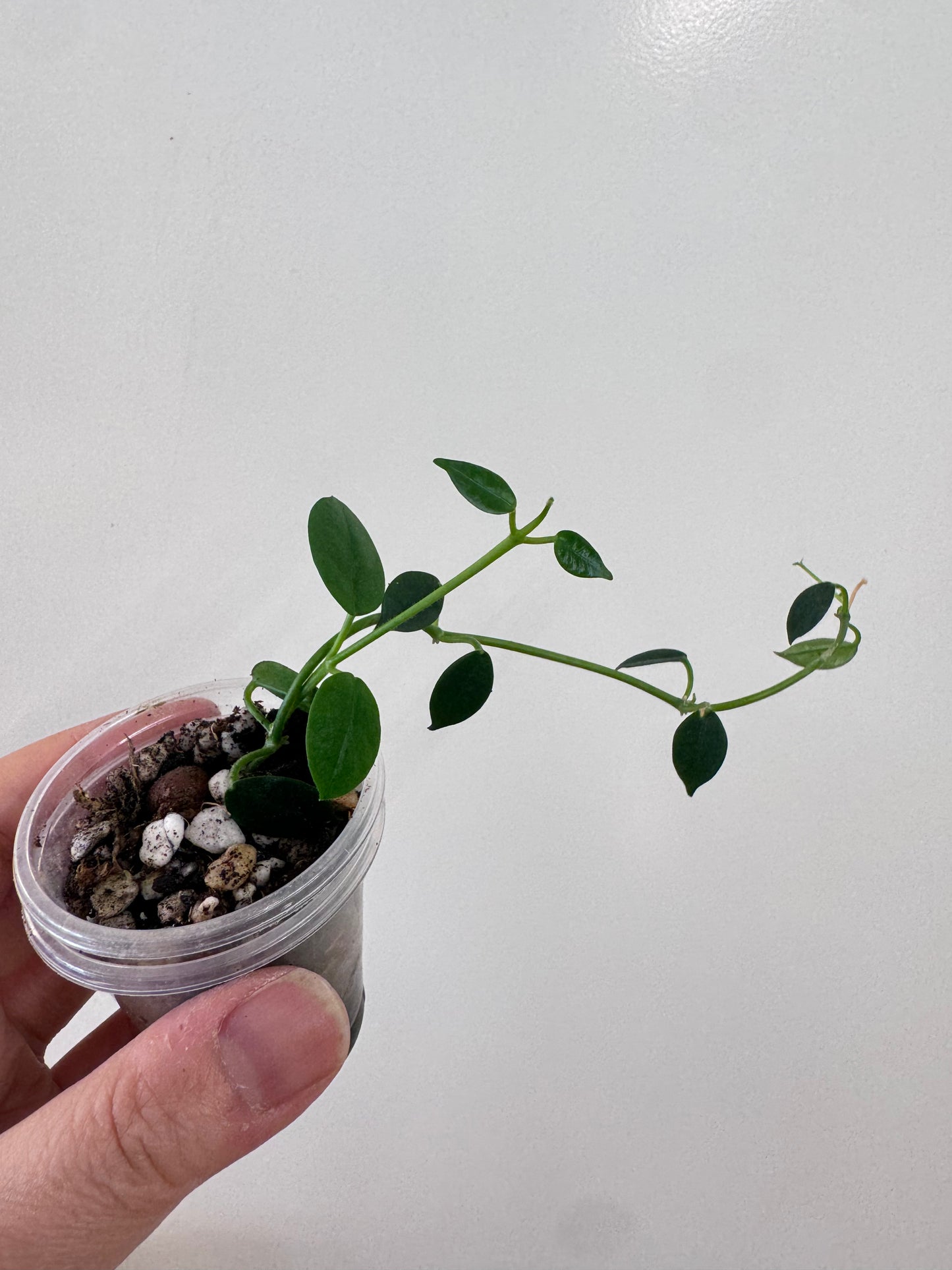 Hoya lithophytica