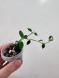 Hoya lithophytica