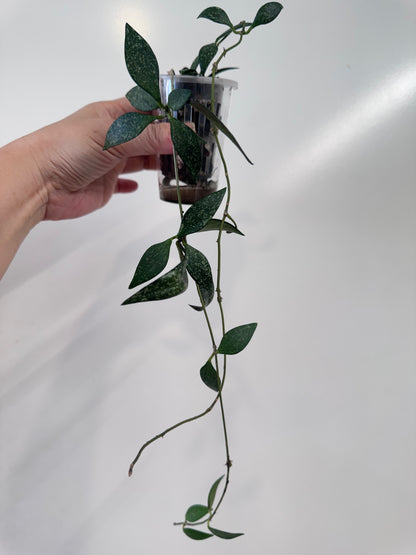 Hoya paviflora splash
