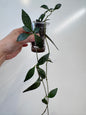 Hoya paviflora splash
