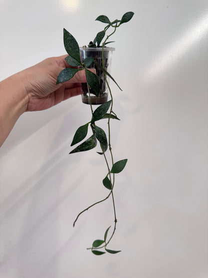 Hoya paviflora splash