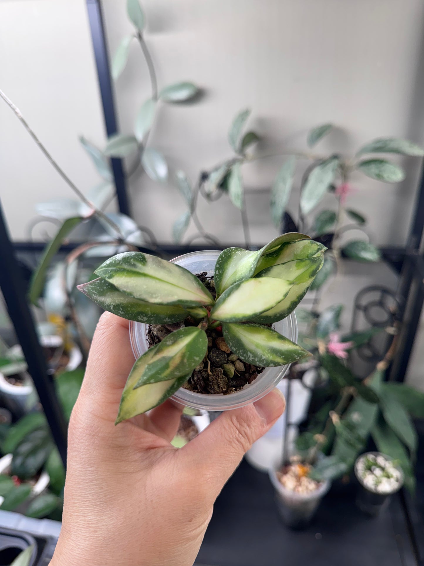 Hoya nabawaensis variegated splash