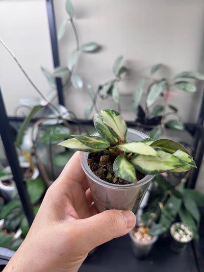 Hoya nabawaensis variegated splash