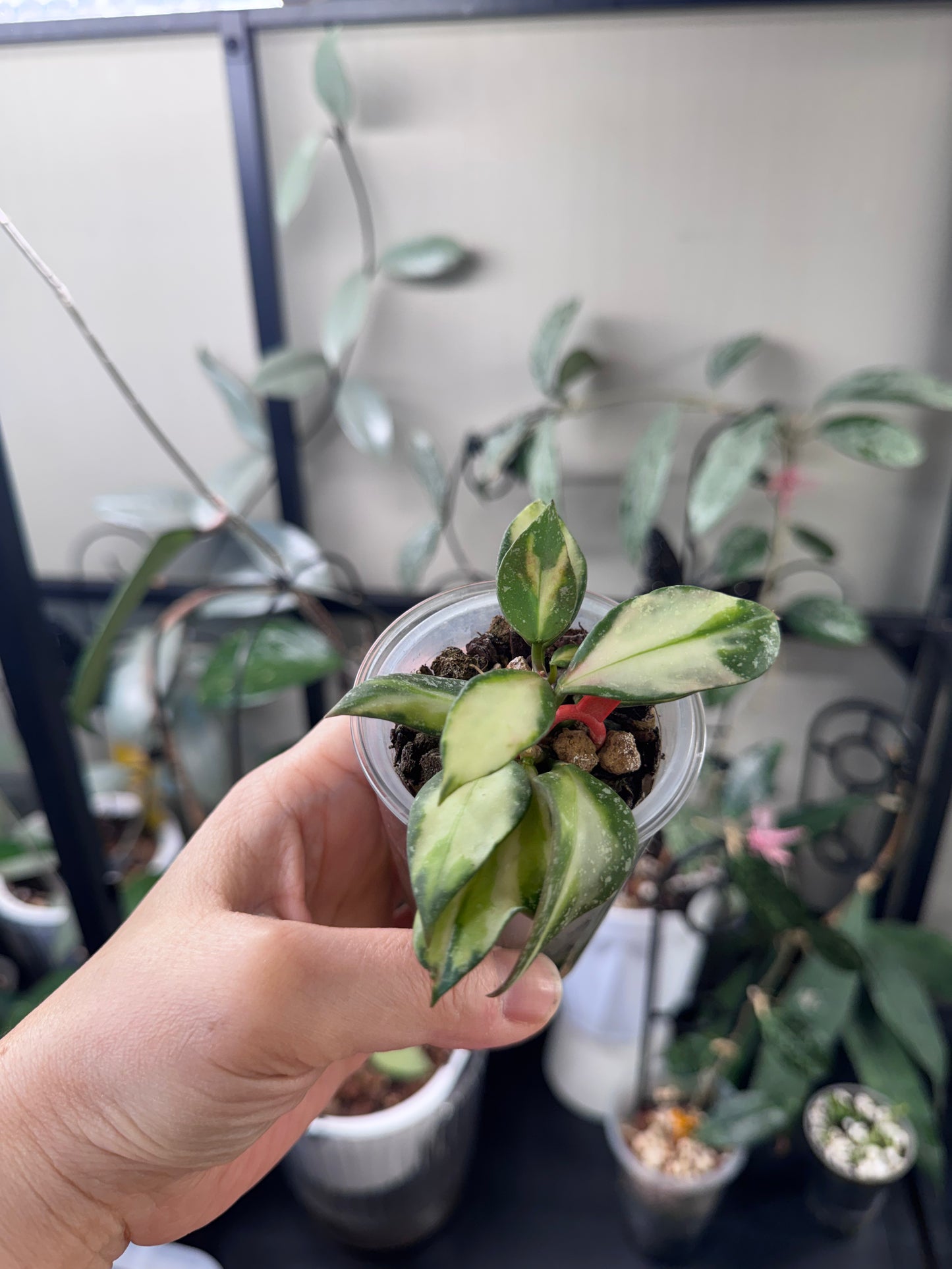 Hoya nabawaensis variegated splash