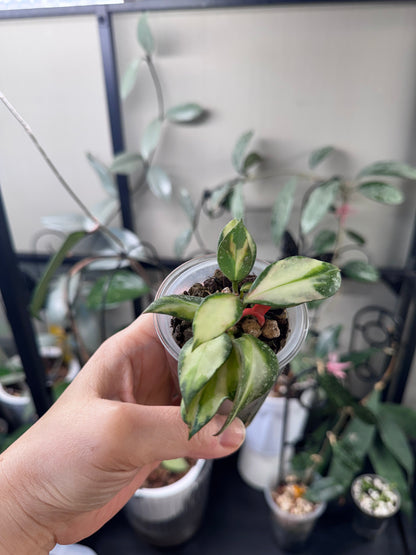 Hoya nabawaensis variegated splash