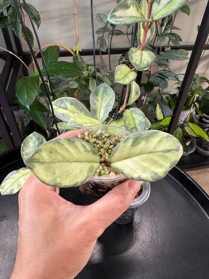 Hoya  argentea princess