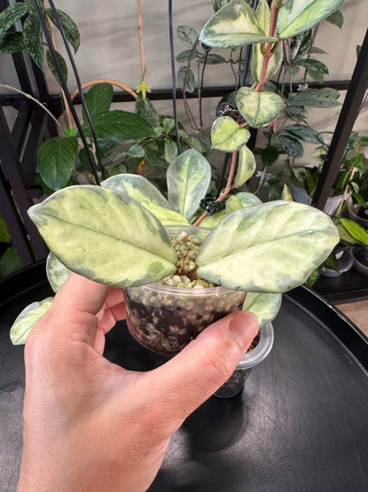 Hoya  argentea princess