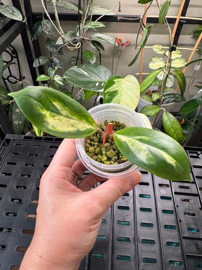 Hoya incrassata moonshadow
