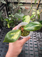 Hoya incrassata moonshadow