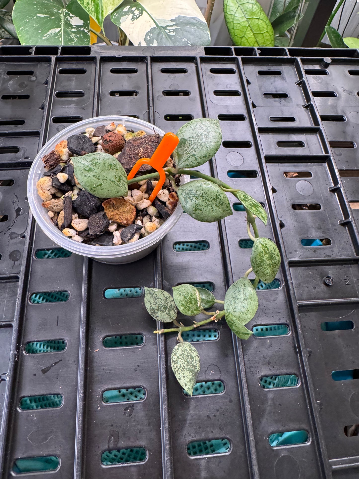 Hoya lacunosa silver Eskimo