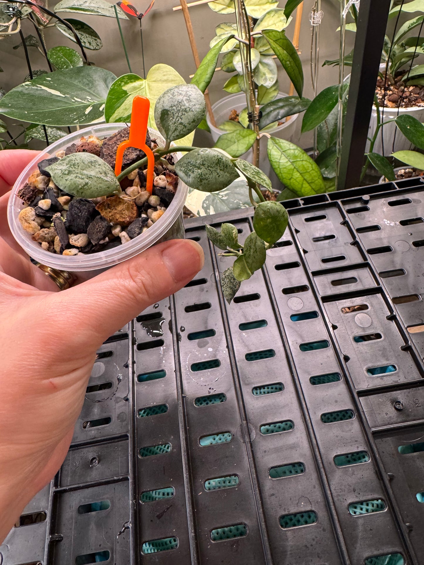 Hoya lacunosa silver Eskimo