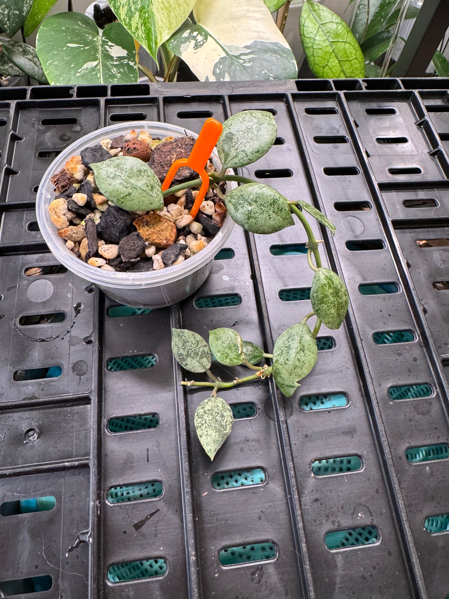 Hoya lacunosa silver Eskimo