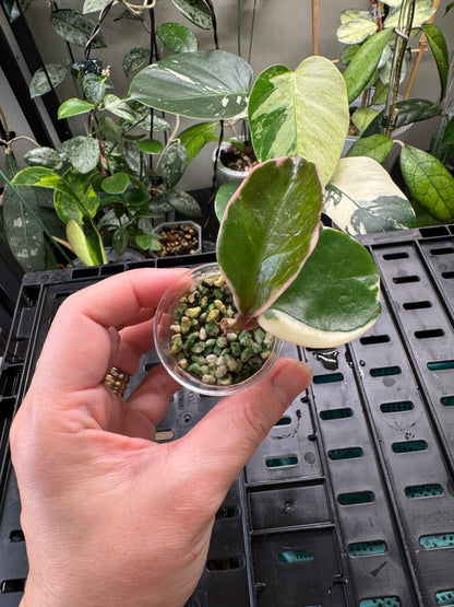 Hoya snowball variegated