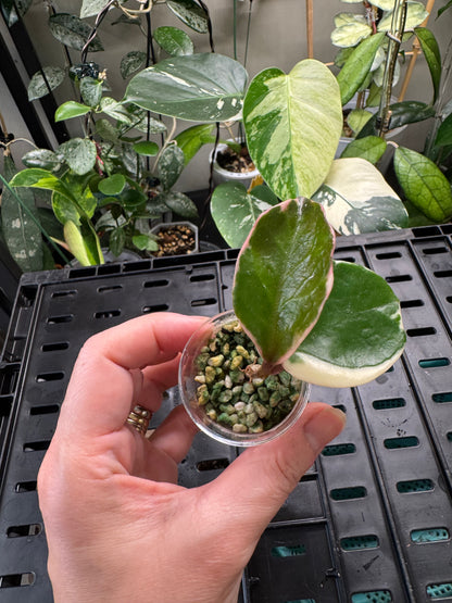 Hoya snowball variegated
