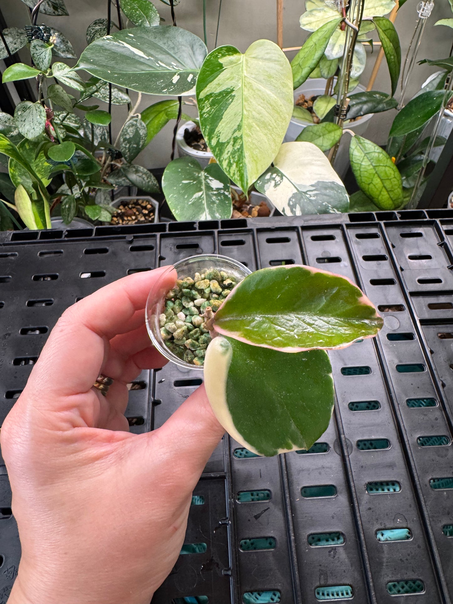 Hoya snowball variegated