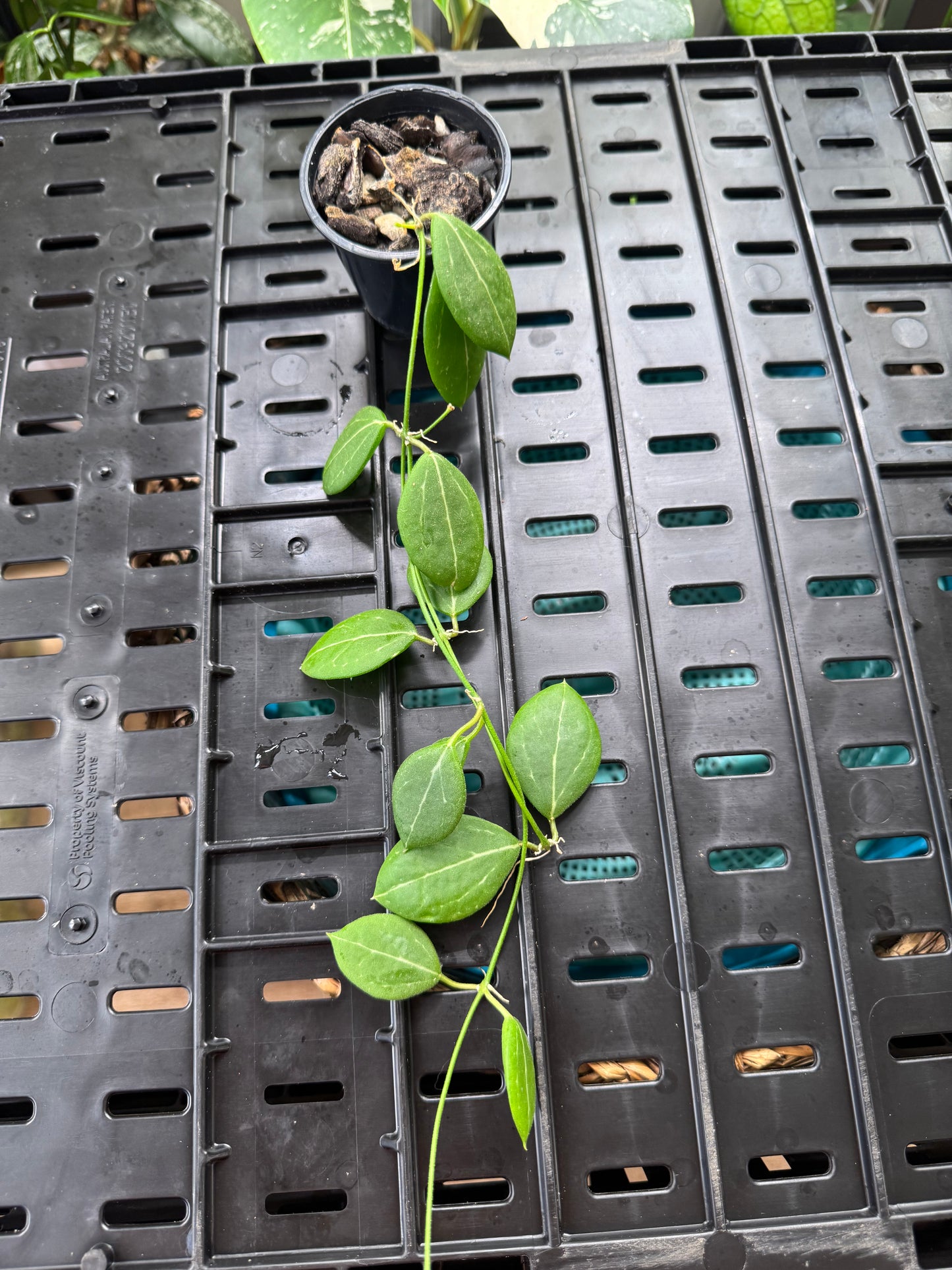 Dischidia pandanus creek
