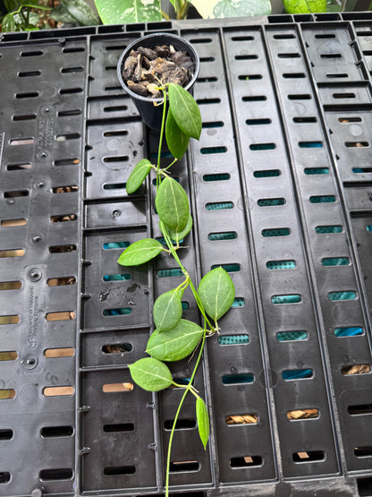Dischidia pandanus creek