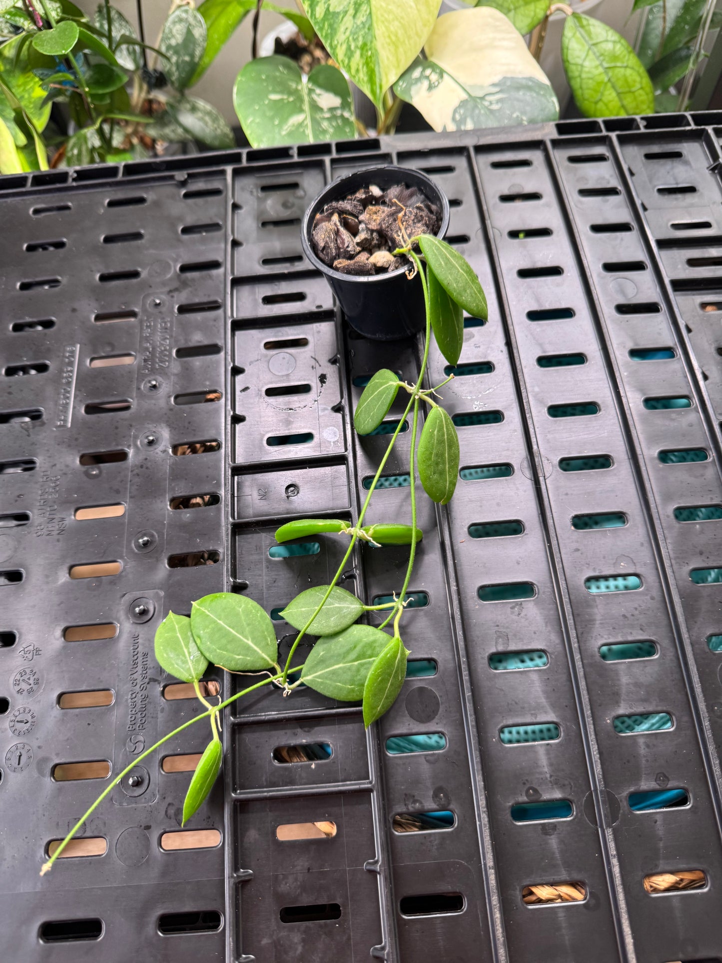 Dischidia pandanus creek