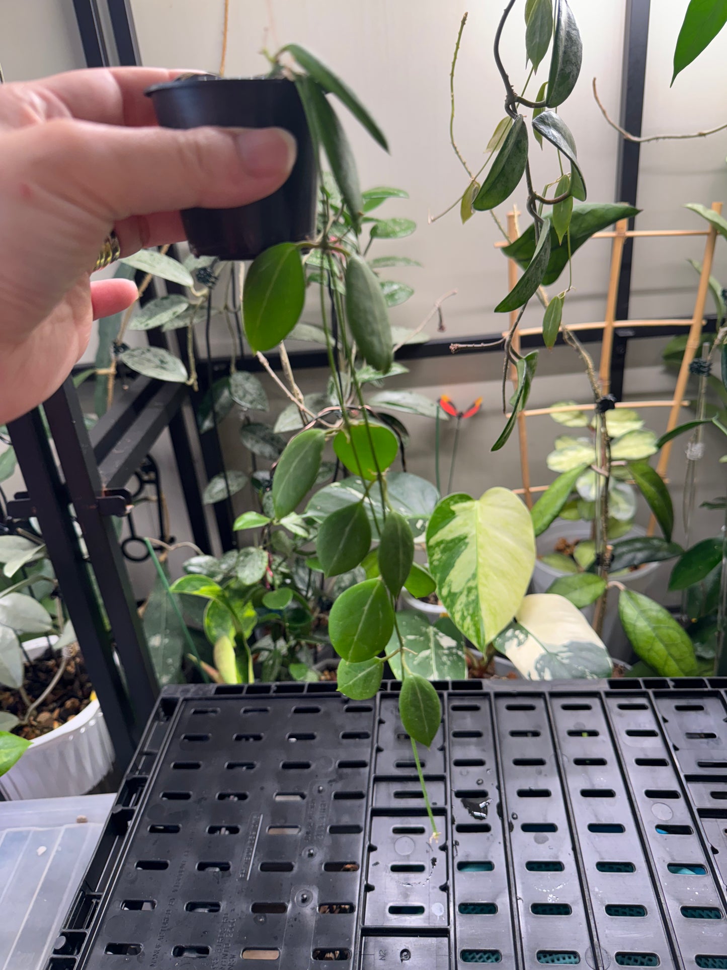 Dischidia pandanus creek