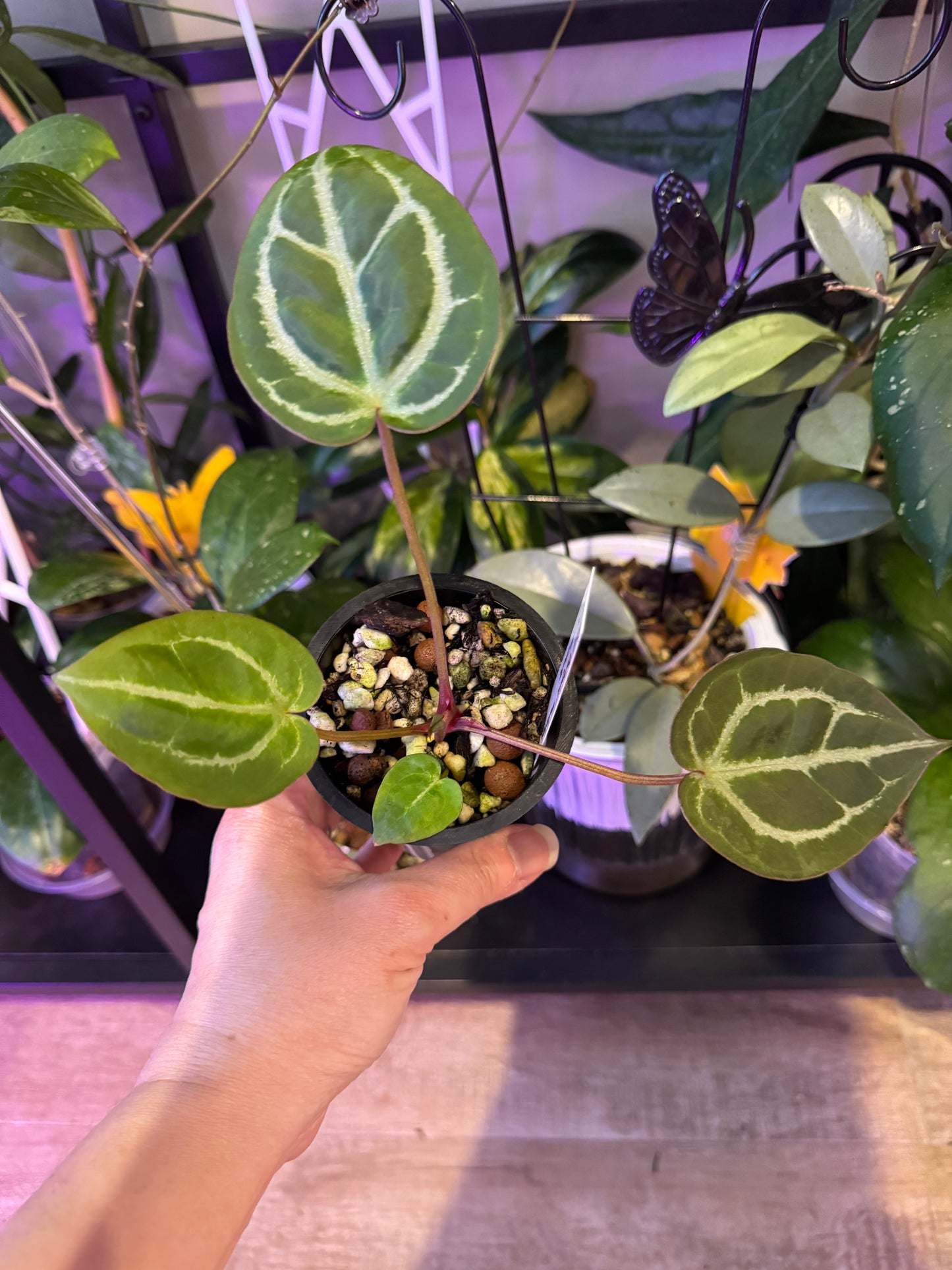 Anthurium red dorayaki mutation x michelle