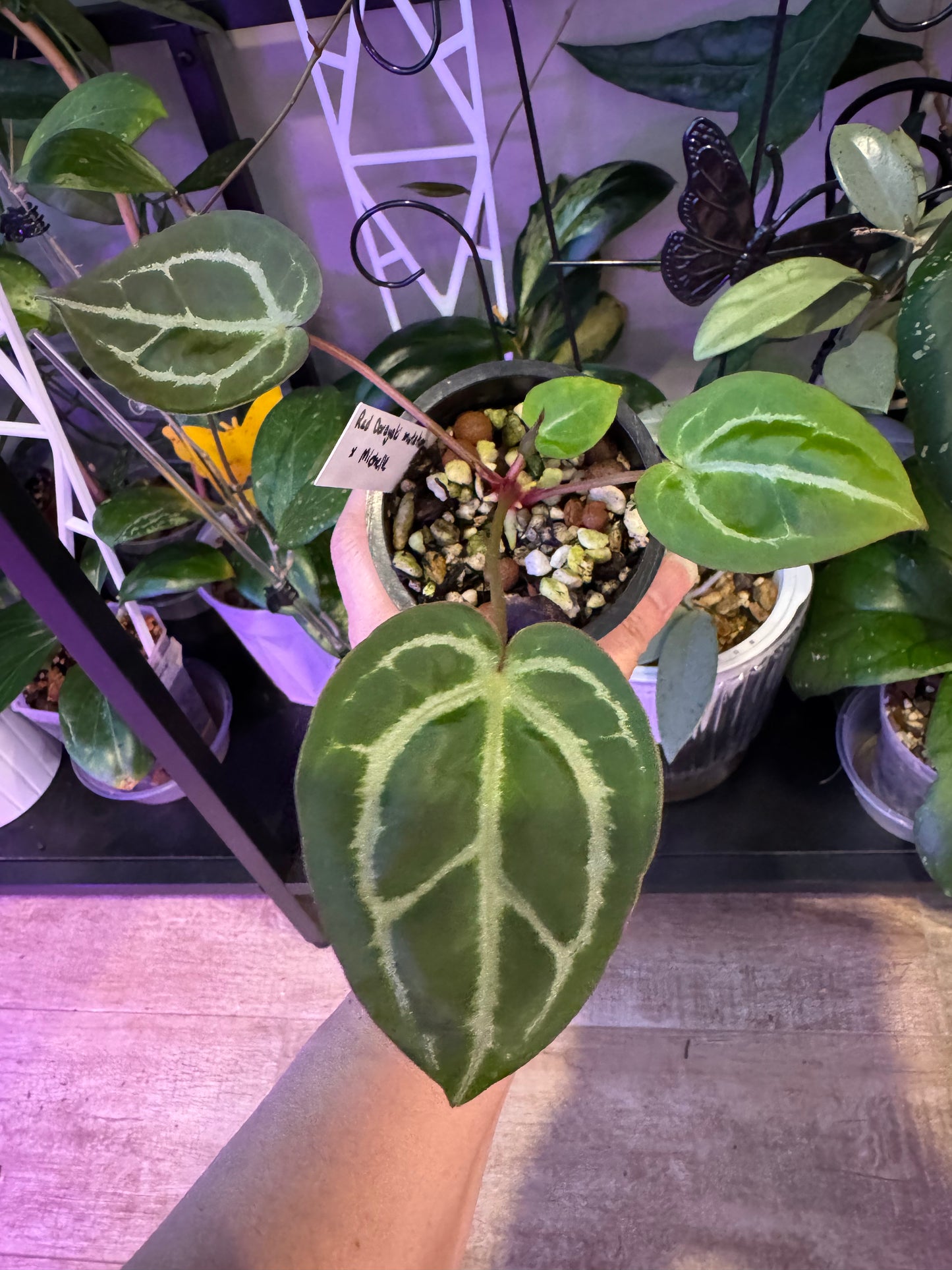 Anthurium red dorayaki mutation x michelle