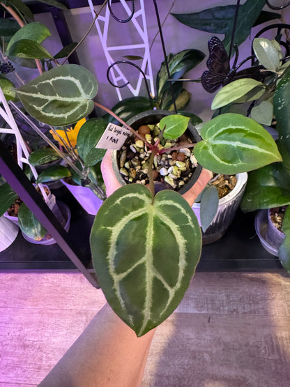 Anthurium red dorayaki mutation x michelle
