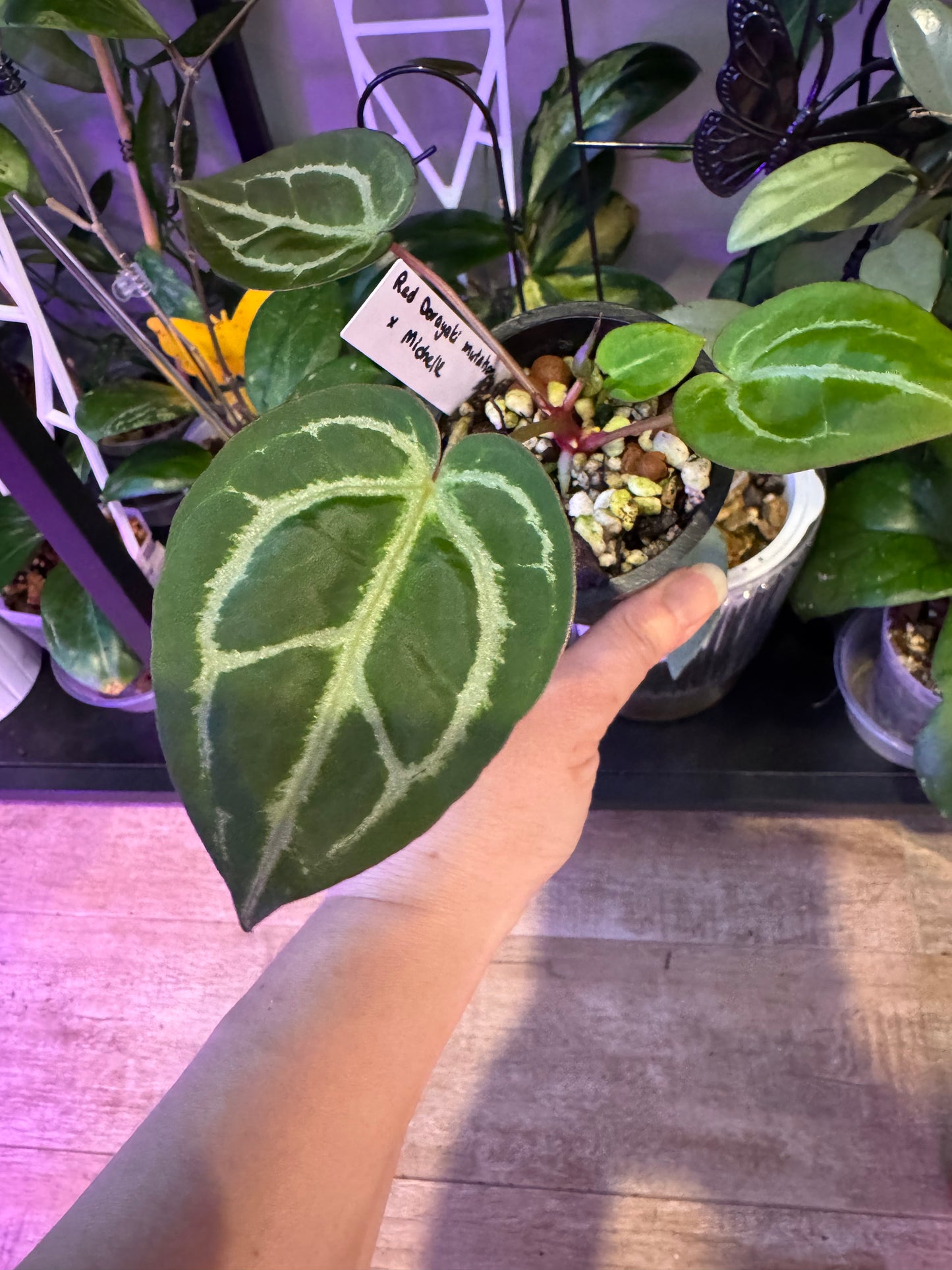 Anthurium red dorayaki mutation x michelle