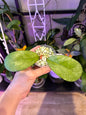 Hoya CV Elvis plant A