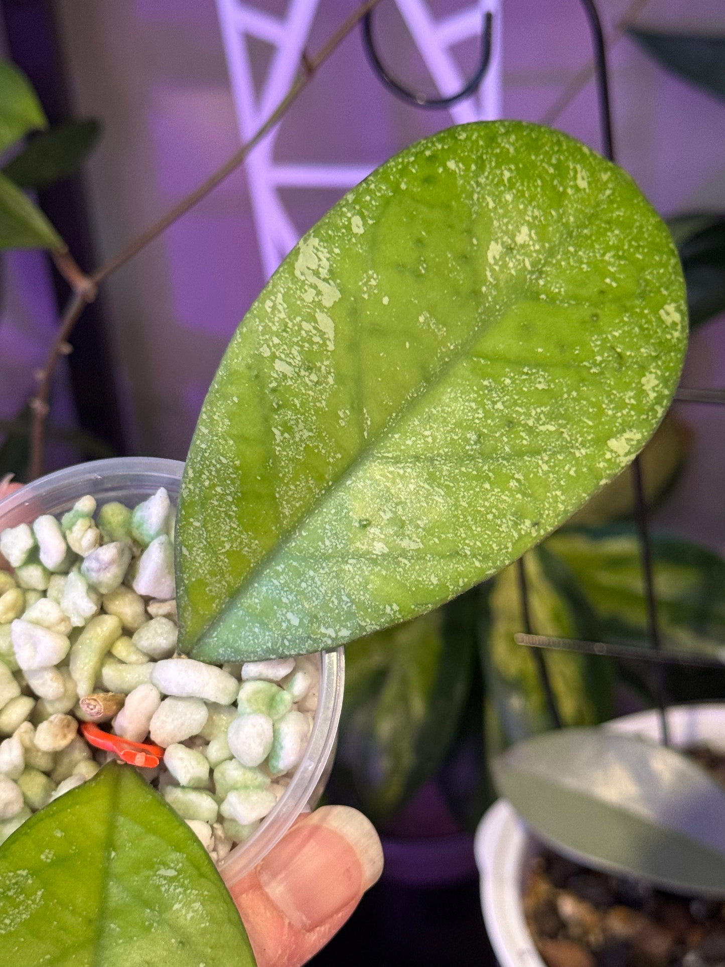 Hoya CV Elvis plant A