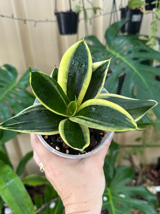 Sansevieria Hahn jade variegated