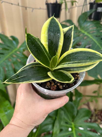 Sansevieria Hahn jade variegated