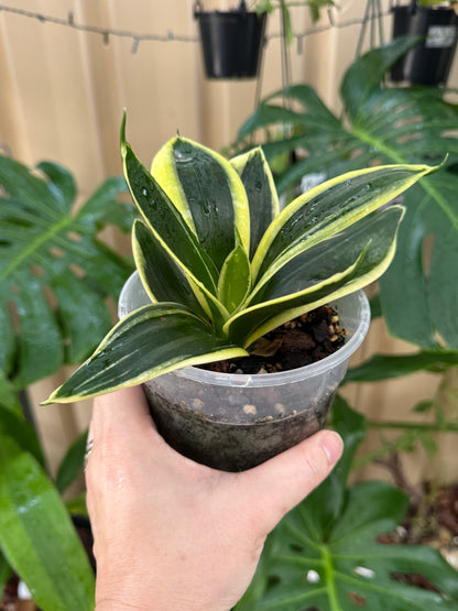 Sansevieria Hahn jade variegated