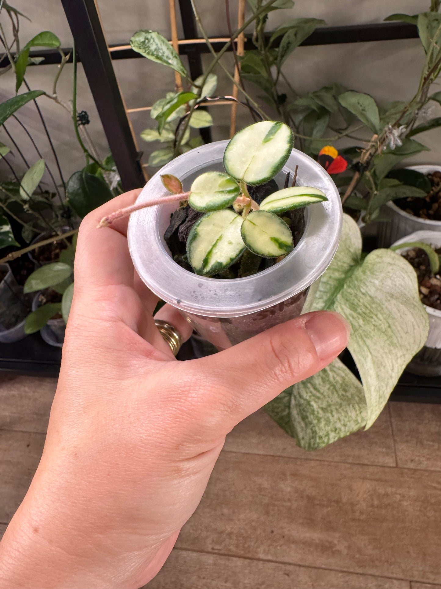 RARE Hoya mathilde variegated