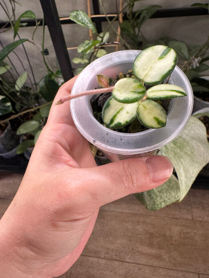 RARE Hoya mathilde variegated