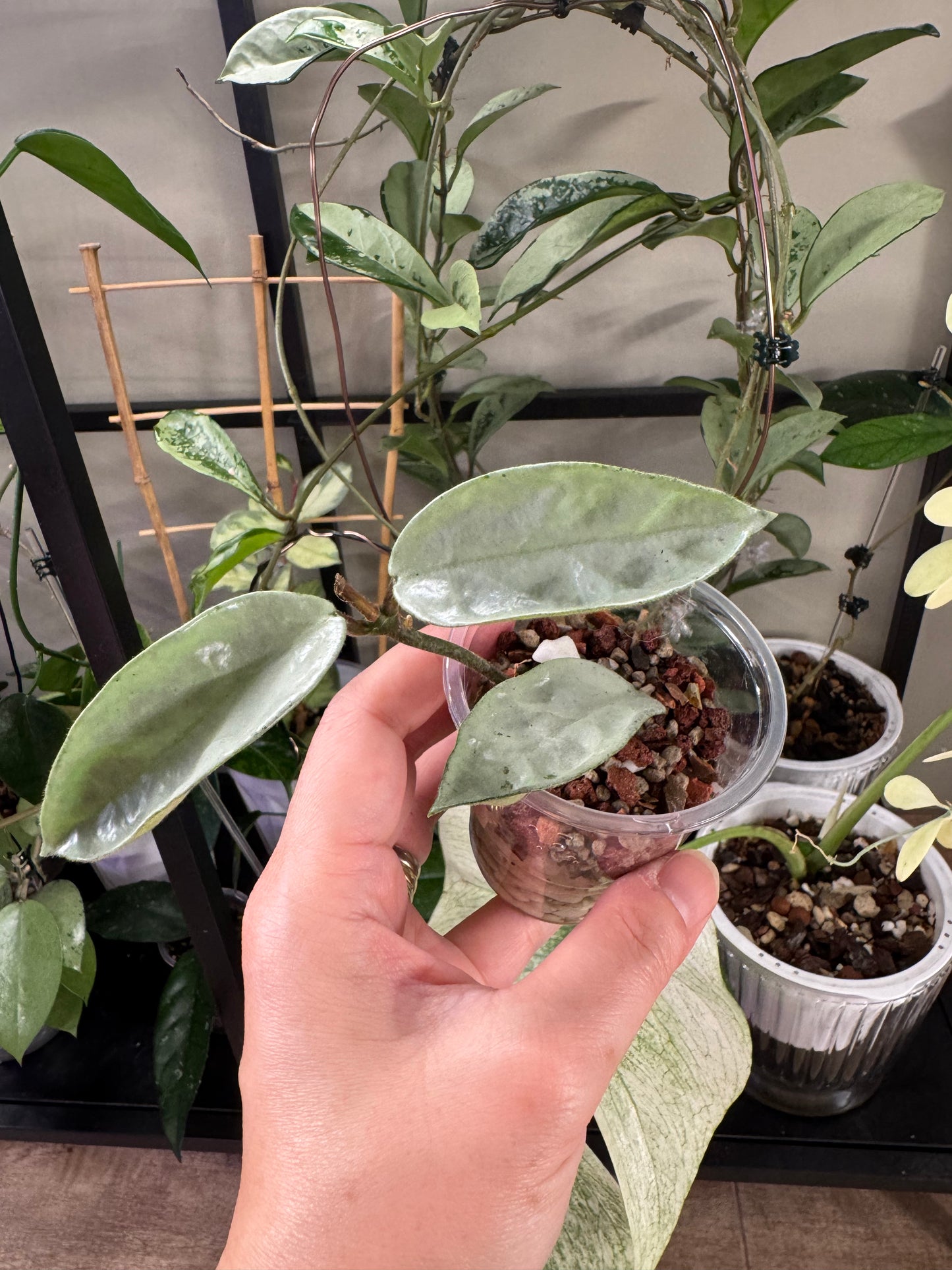 Hoya nova ghost
