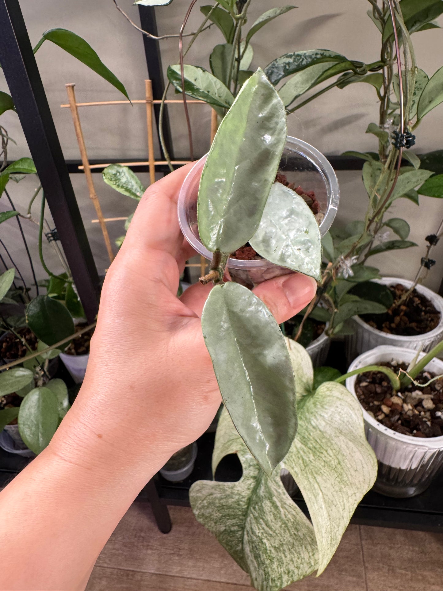 Hoya nova ghost