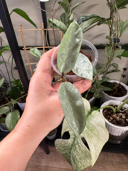 Hoya nova ghost