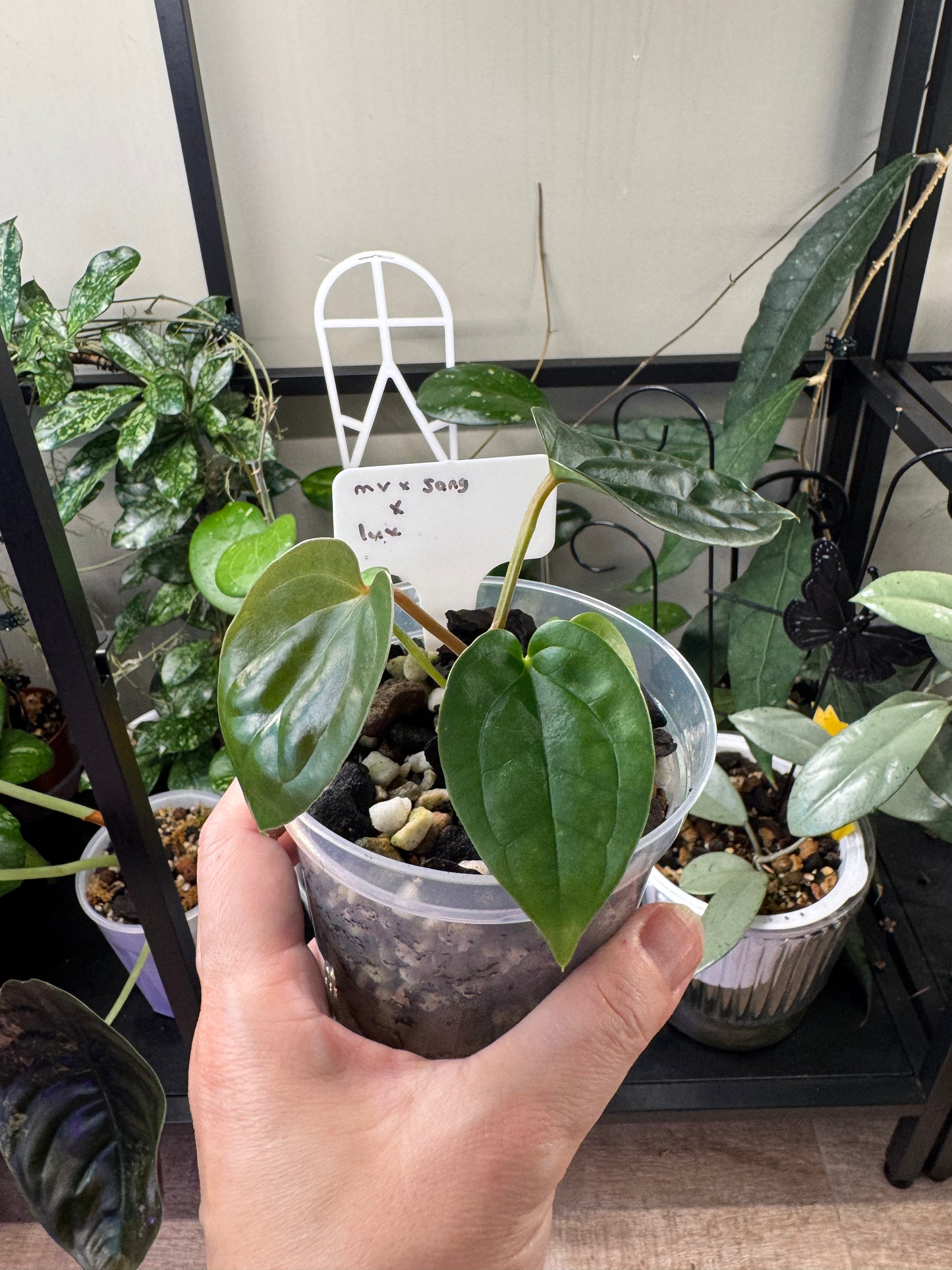 Anthurium (MV x Sang) x Lux