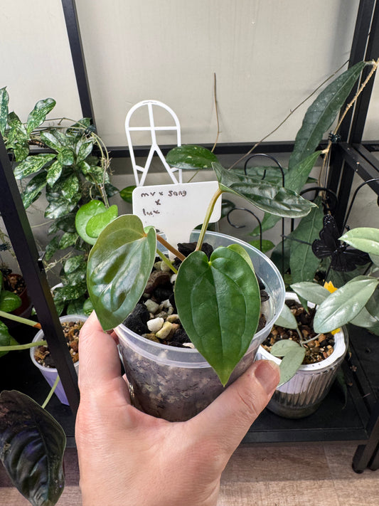 Anthurium (MV x Sang) x Lux