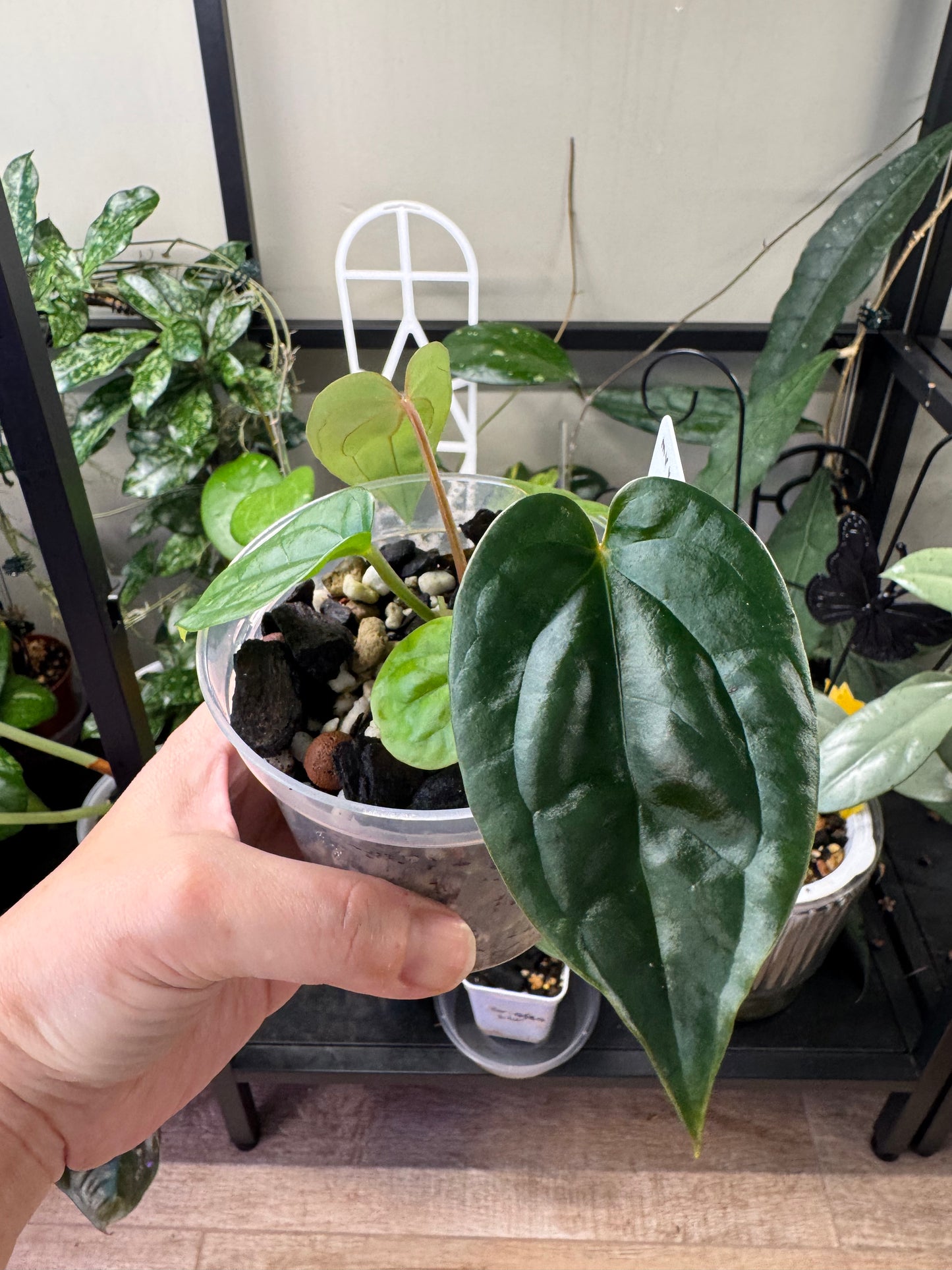 Anthurium (MV x Sang) x Lux