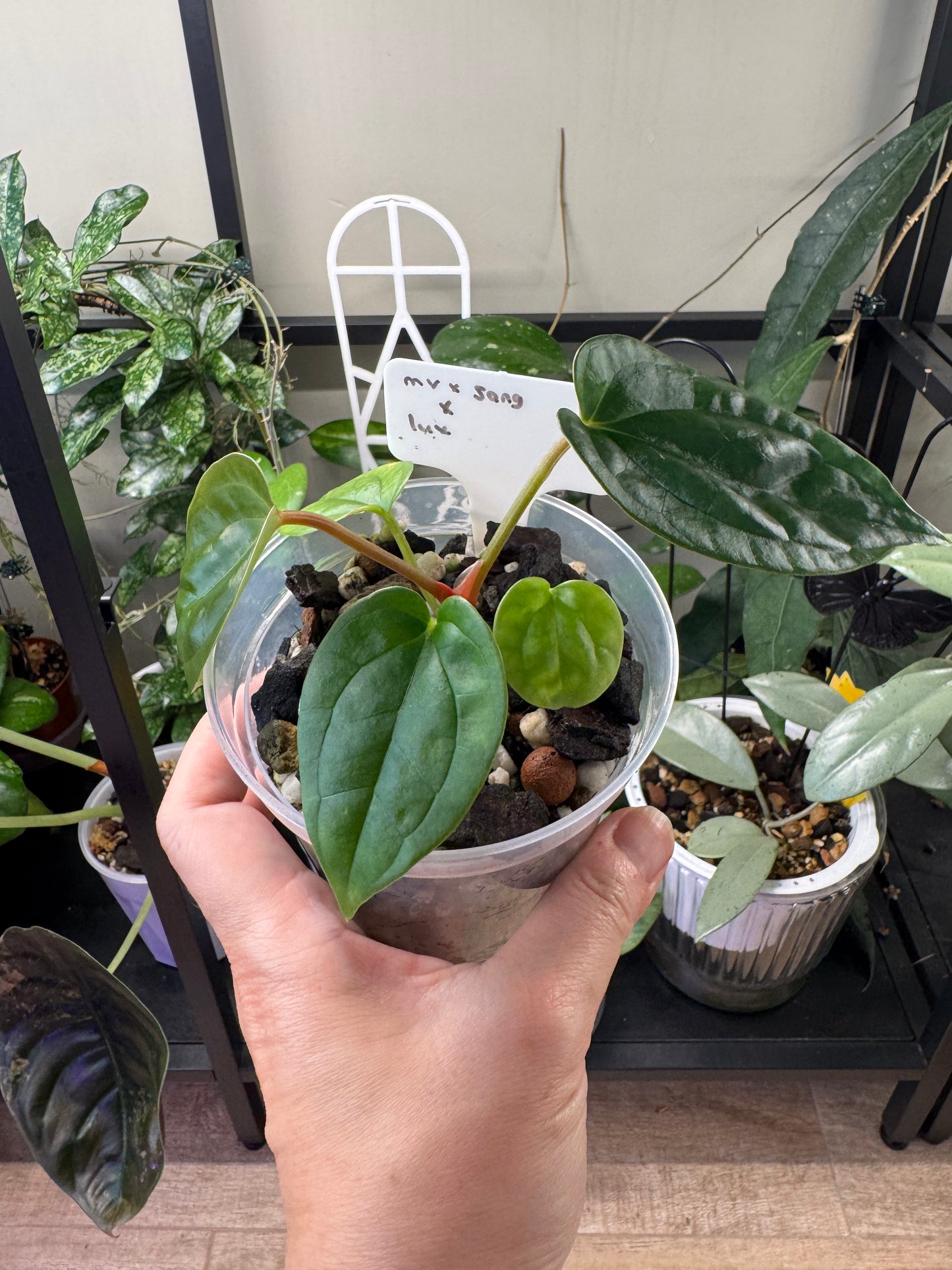 Anthurium (MV x Sang) x Lux